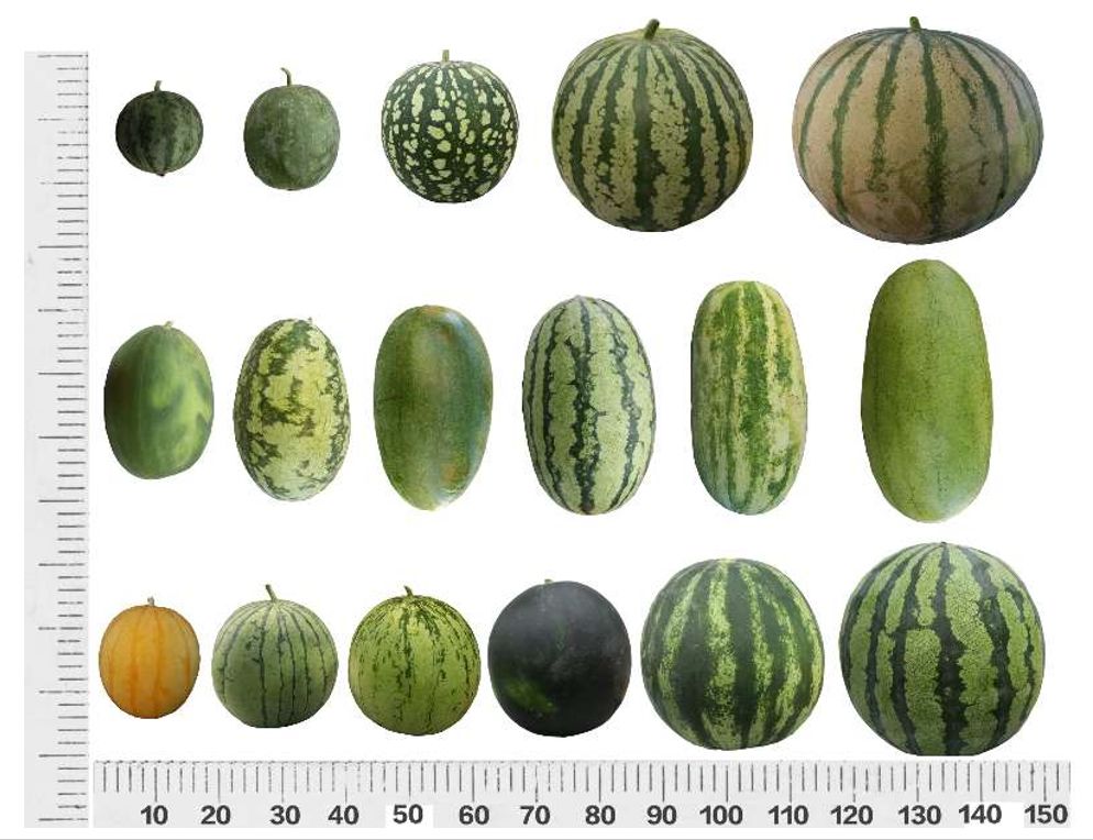 西瓜种质资源—果实大小